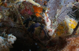 Birmanie - Mergui - 2018 - DSC03250 - Blue orangutan crab - Crabe orang outan bleu - Oncinopus
